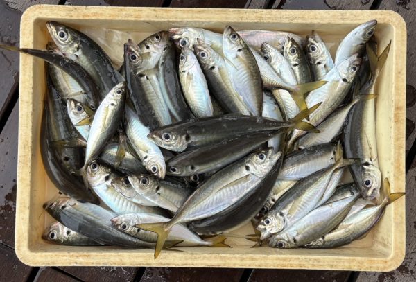 釣果情報 | 横浜 金沢八景の釣り船【荒川屋】釣って食べられる